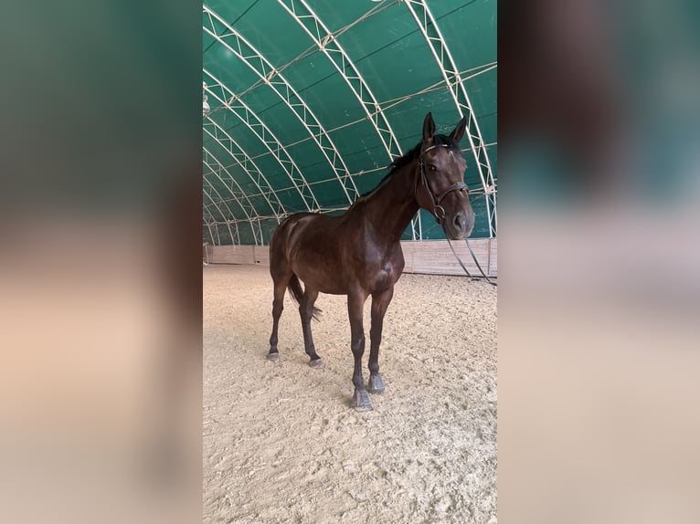 Zangersheide Yegua 9 años 170 cm Castaño oscuro in Pram