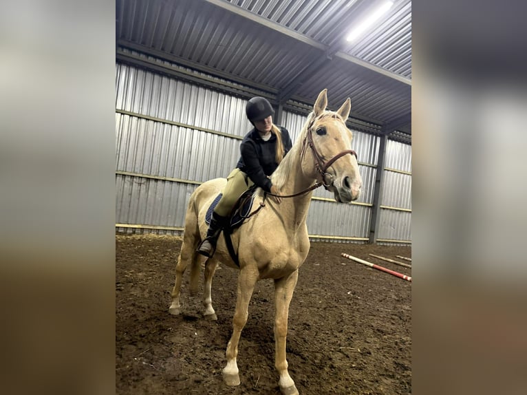 Zangersheide Yegua 9 años 170 cm Palomino in Mąkowarsko