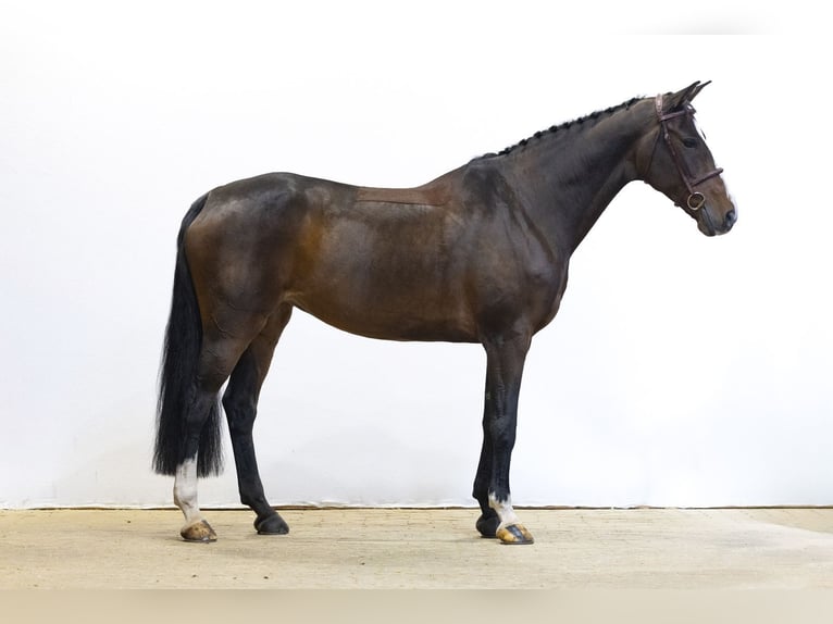 Zangersheide Yegua 9 años 171 cm Castaño oscuro in Waddinxveen