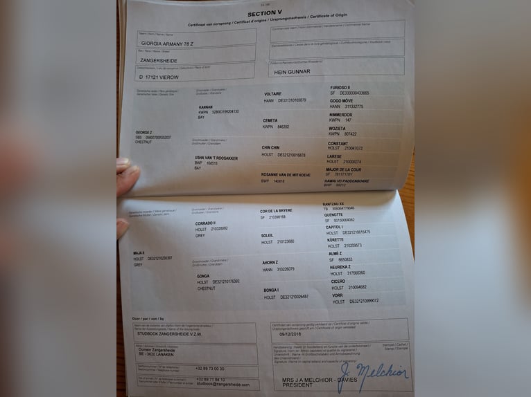 Zangersheide Yegua 9 años in Loddin
