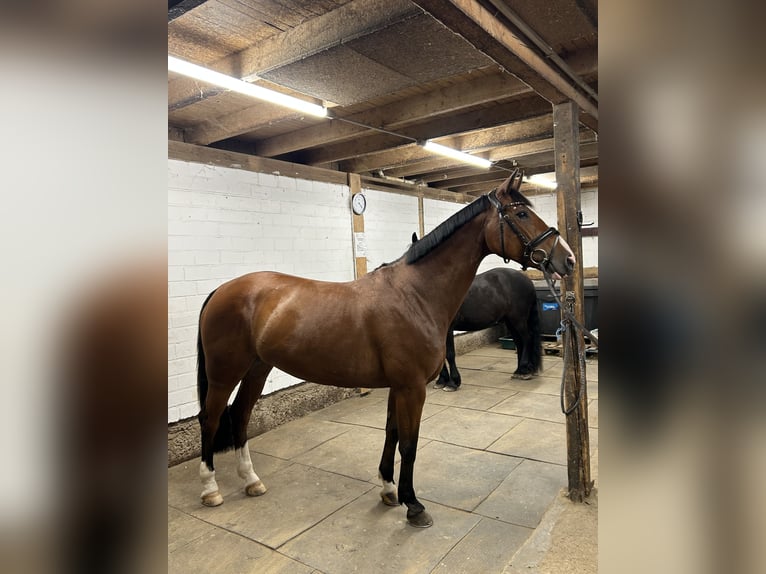 Zangersheide Yegua 9 años Castaño in Renchen