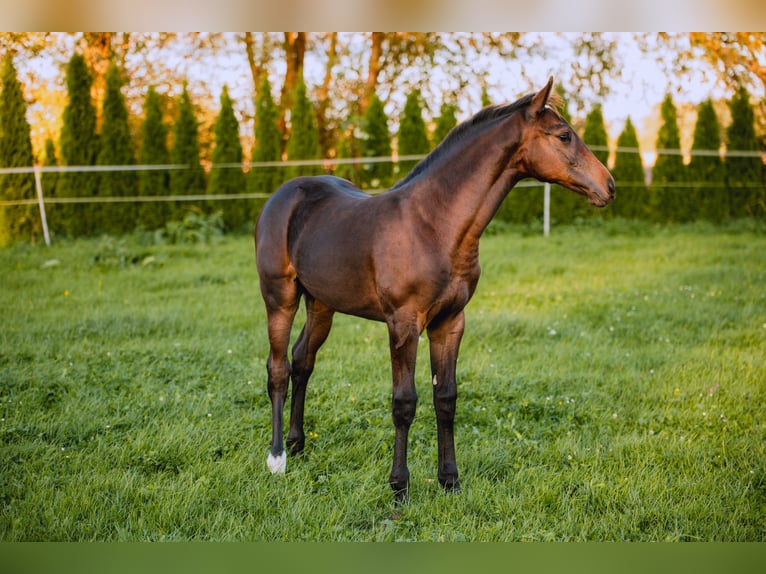 Zangersheide Yegua Potro (05/2026) 165 cm Castaño oscuro in Kępki