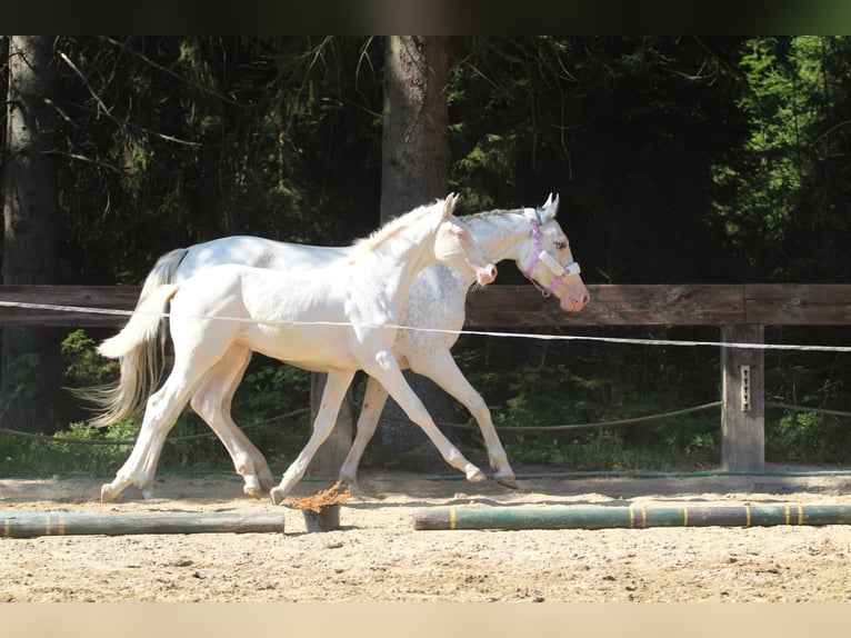 Zangersheide Yegua Potro (04/2024) 168 cm White/Blanco in Gronków