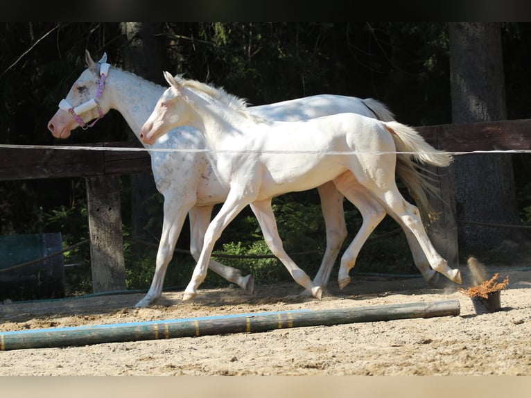 Zangersheide Yegua Potro (04/2024) 168 cm White/Blanco in Gronków