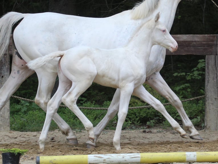 Zangersheide Yegua Potro (04/2024) 168 cm White/Blanco in Gronków