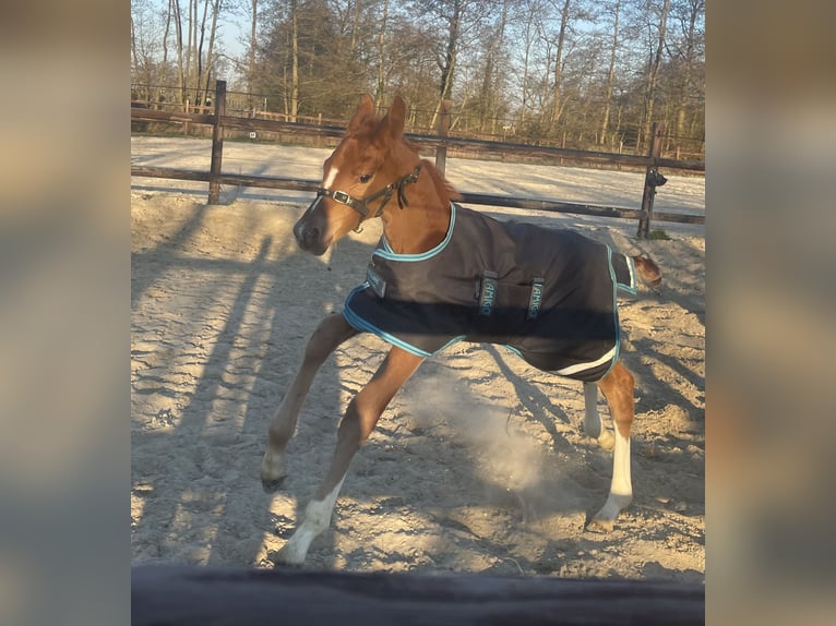 Zangersheide Yegua  170 cm Alazán in Midwolde