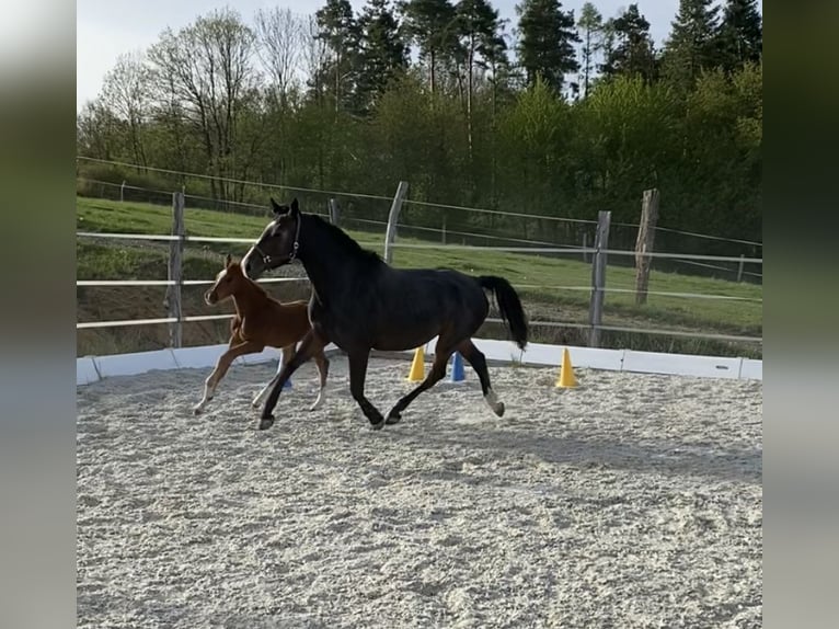 Zangersheide Yegua  170 cm Alazán in Weiden bei Rechnitz