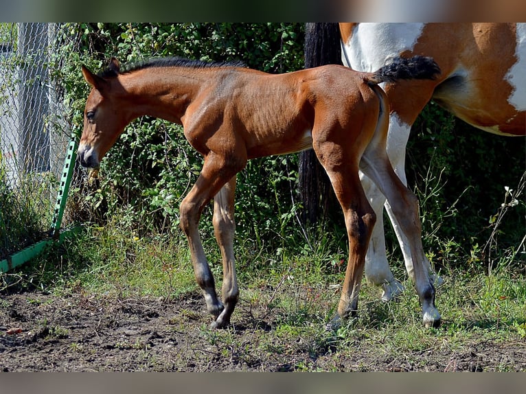 Zangersheide Yegua Potro (08/2026) 170 cm Castaño in Murtosa
