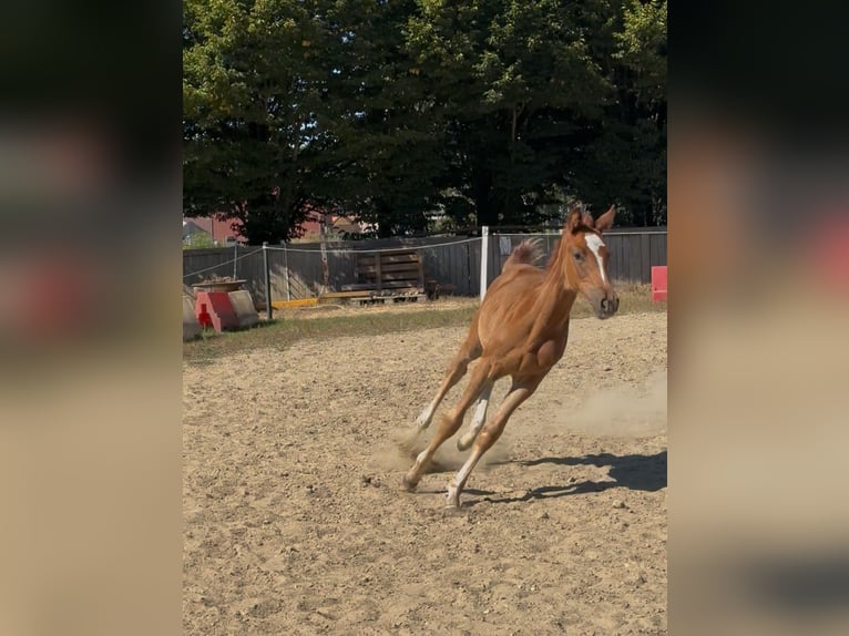 Zangersheide Yegua Potro (01/2025) Alazán in Heusden zolder