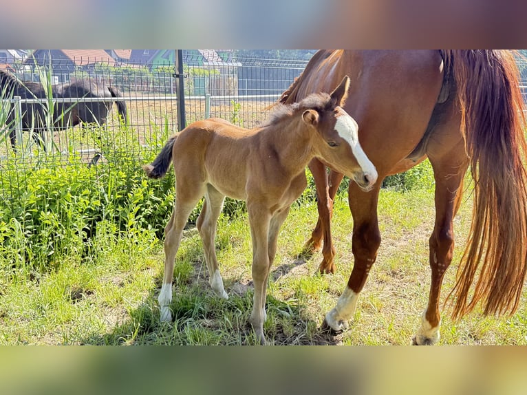 Zangersheide Yegua Potro (05/2026) Alazán-tostado in Bronków