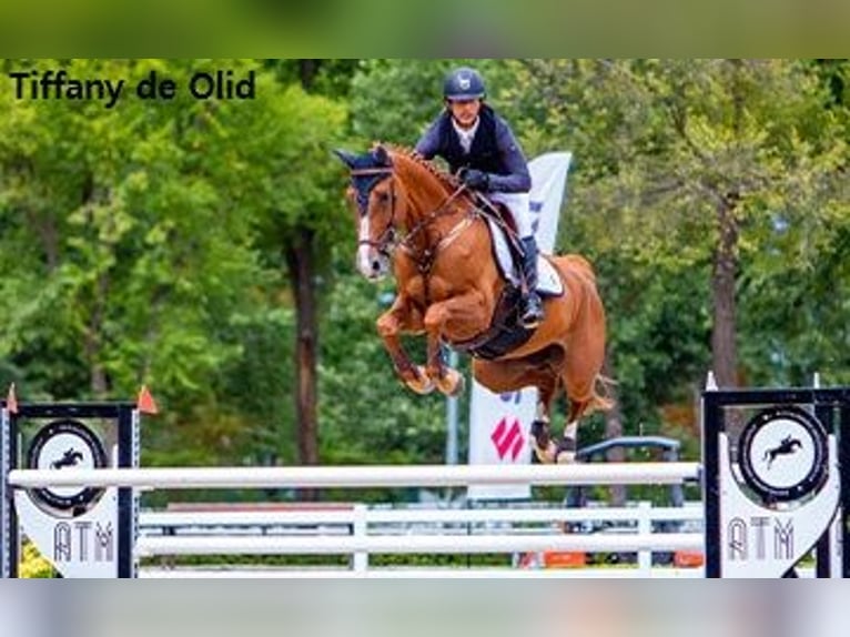 Zangersheide Nieznany Zygota  in GROTE-BROGEL