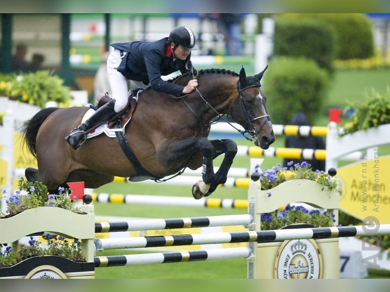 Zangersheide Nieznany Zygota  in GROTE-BROGEL