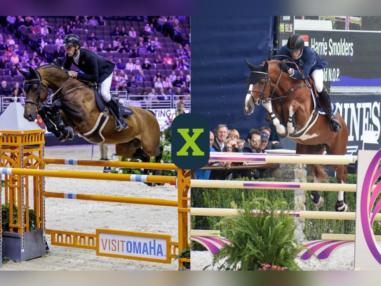 Zangersheide Nieznany Zygota  in WK Heerde