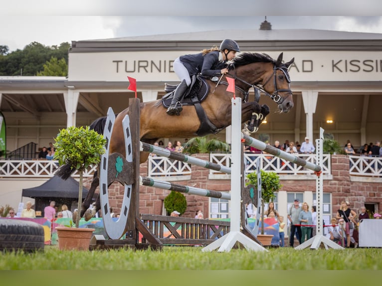 Zangersheider  13 years 17 hh Bay-Dark in Seukendorf