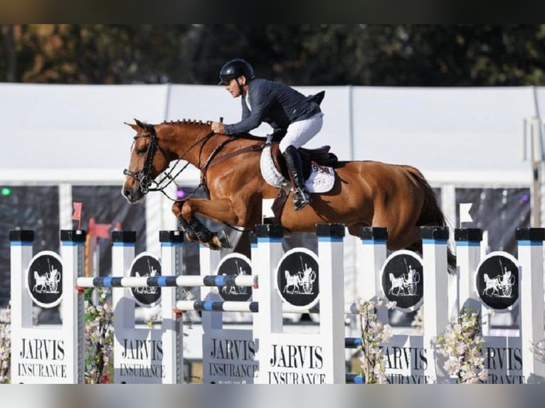 Zangersheider Unknown Embryo  in GROTE-BROGEL