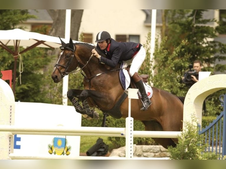 Zangersheider Unknown Embryo  in GROTE-BROGEL