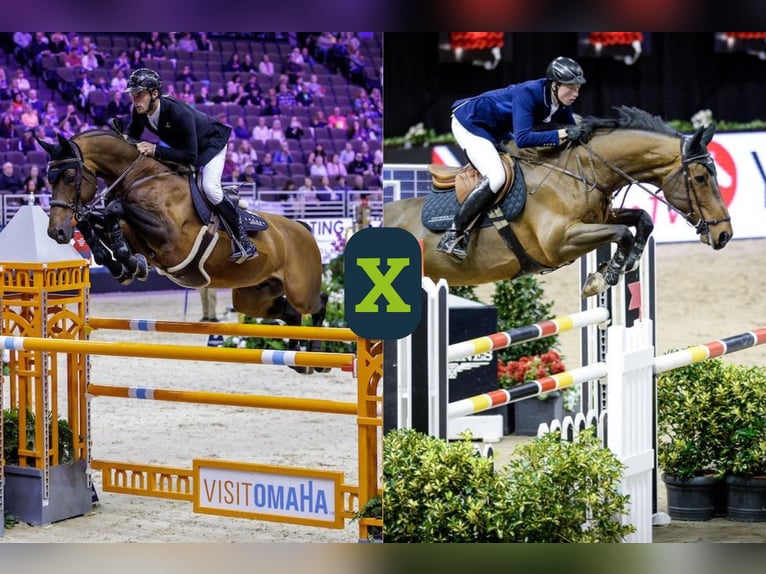 Zangersheider Unknown Embryo  in WK Heerde