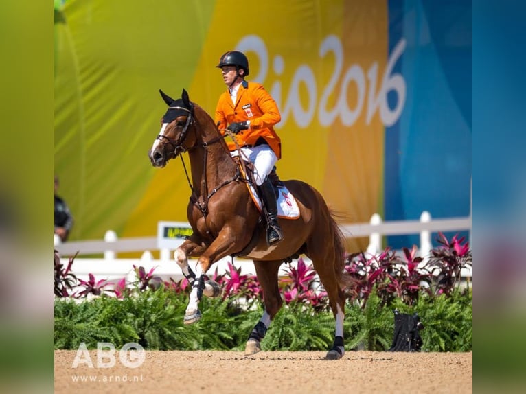 Zangersheider Unbekannt Embryo  in GROTE-BROGEL
