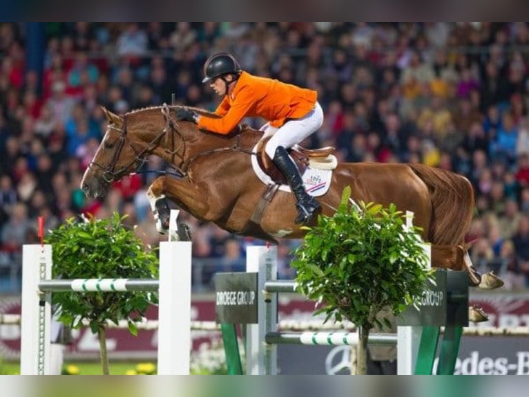 Zangersheider Inconnu Embryon  in GROTE-BROGEL