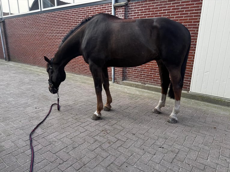 Zangersheider Étalon 10 Ans 135 cm Alezan in Tullins