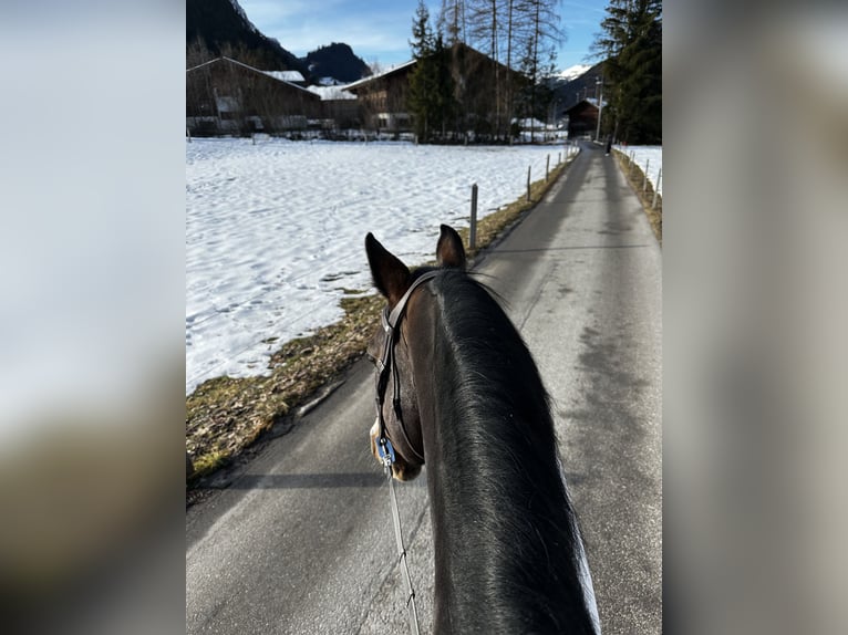 Zangersheider Étalon 12 Ans 168 cm in Gstaad