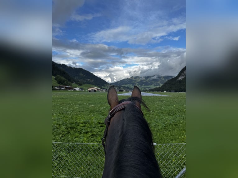 Zangersheider Étalon 12 Ans 168 cm Pinto in Gstaad