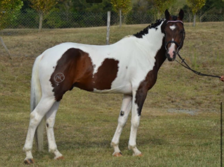Zangersheider Étalon 12 Ans 168 cm Pinto in Gstaad