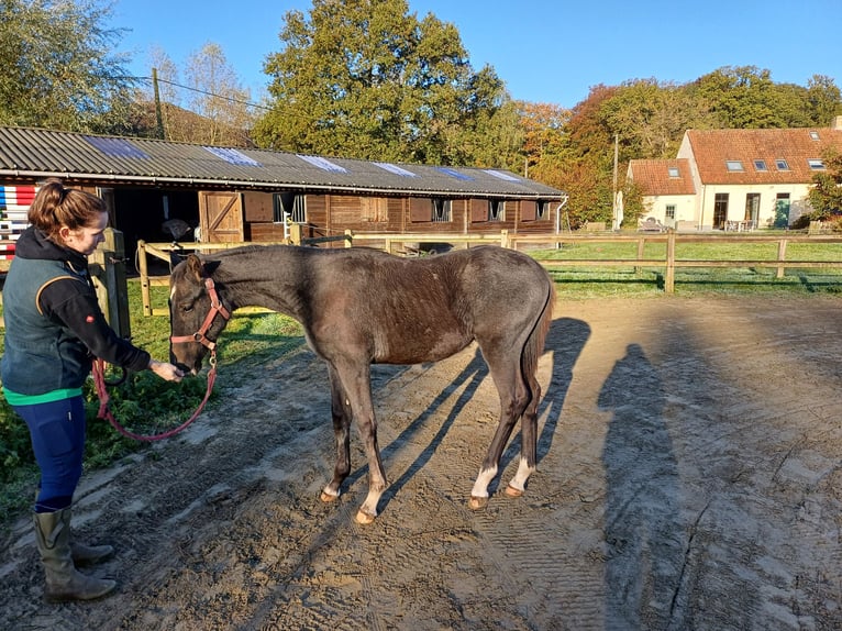 Zangersheider Étalon 1 Année 100 cm Gris in GROTE-BROGEL