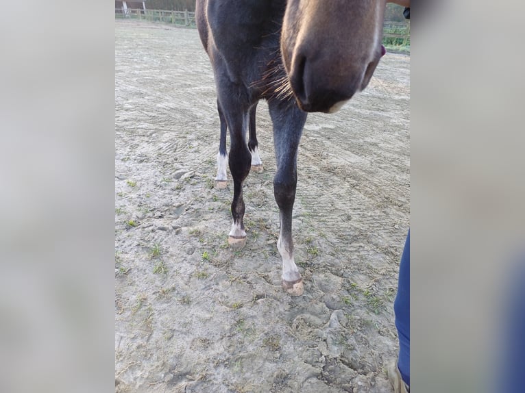 Zangersheider Étalon 1 Année 100 cm Gris in GROTE-BROGEL