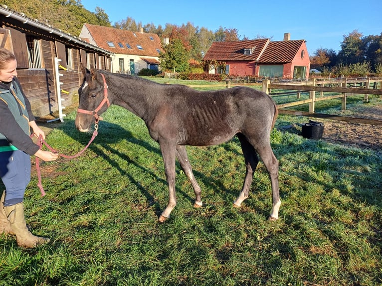 Zangersheider Étalon 1 Année 100 cm Gris in GROTE-BROGEL