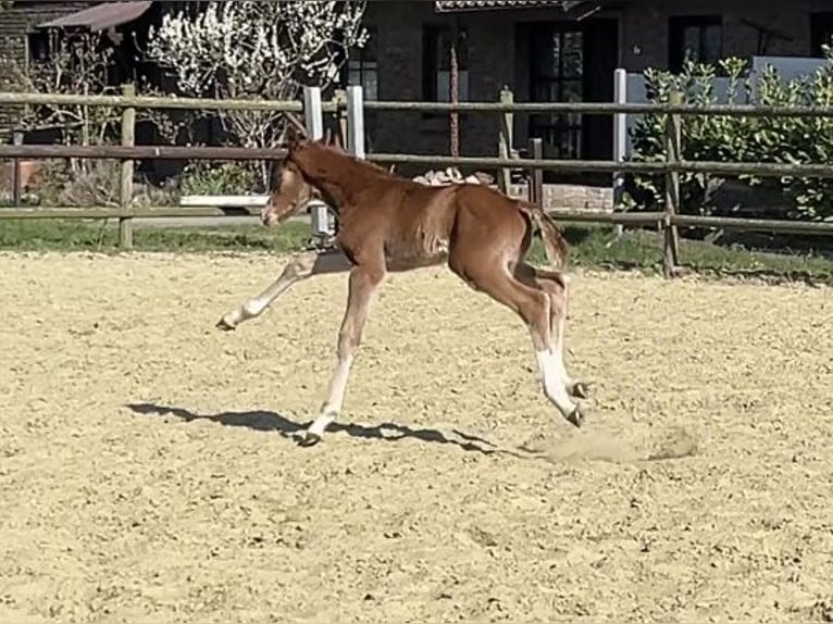Zangersheider Étalon 1 Année 125 cm Alezan in Kevelaer