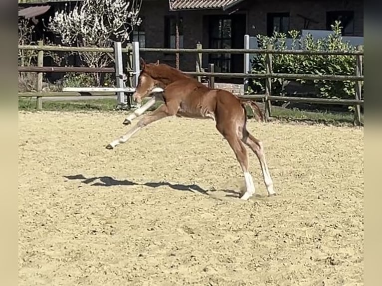 Zangersheider Étalon 1 Année 125 cm Alezan in Kevelaer