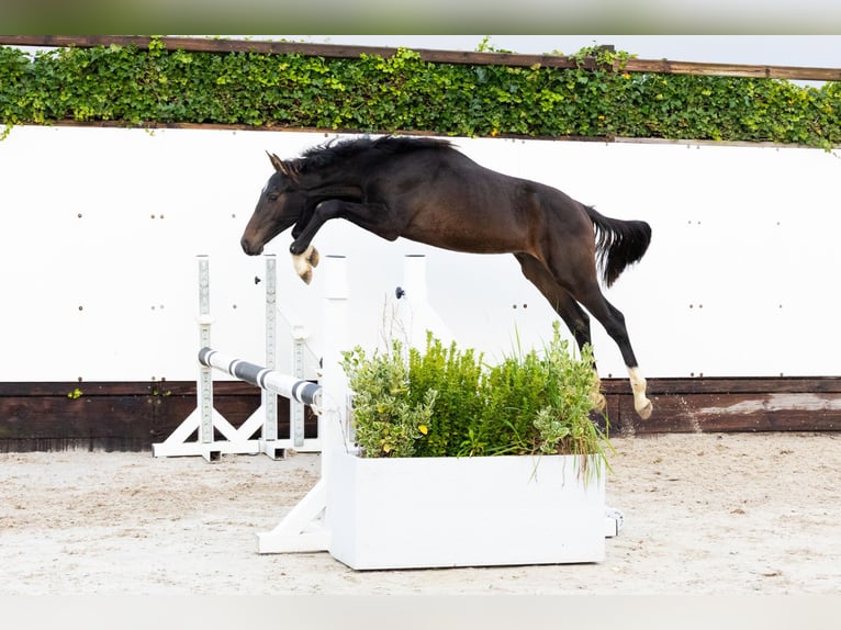 Zangersheider Étalon 1 Année 142 cm Bai brun in Waddinxveen
