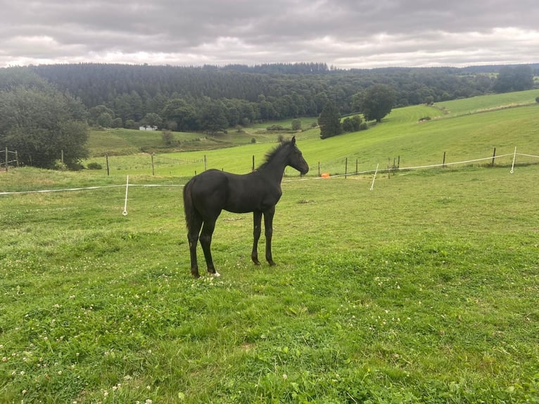 Zangersheider Étalon 1 Année 150 cm Bai brun in Hepscheid