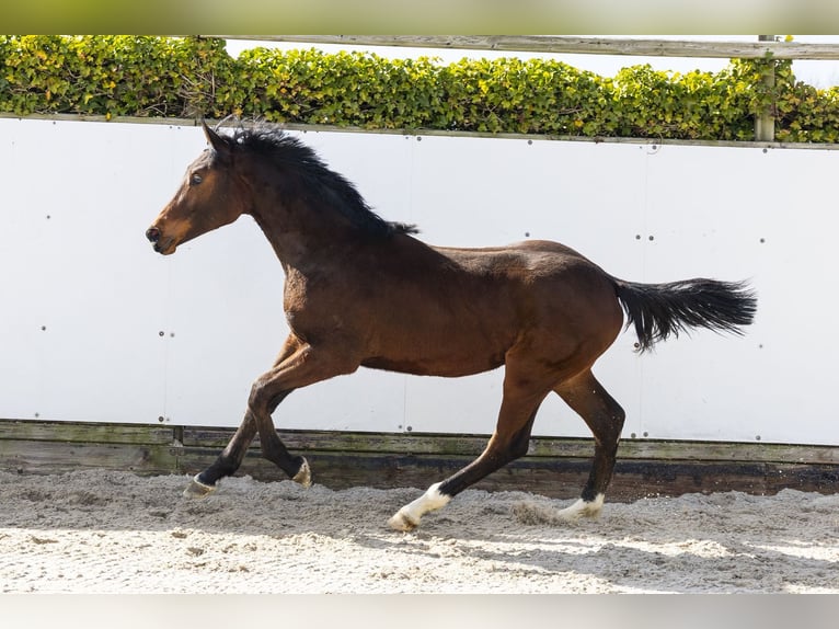 Zangersheider Étalon 1 Année 152 cm Bai in Waddinxveen