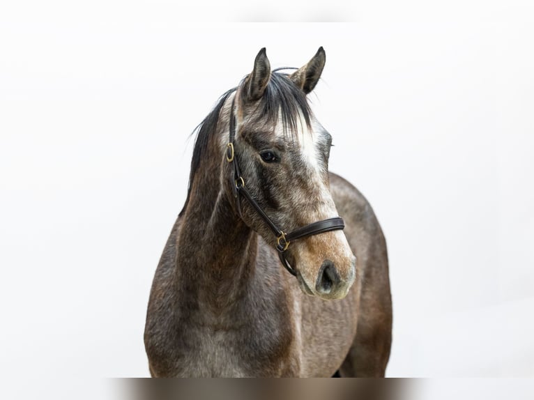 Zangersheider Étalon 1 Année 155 cm Gris noir in Waddinxveen