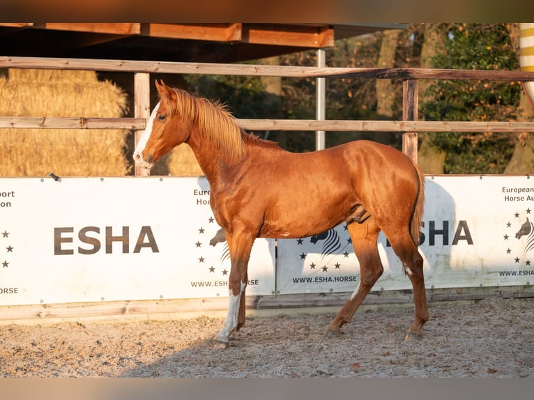 Zangersheider Étalon 1 Année 156 cm Alezan in GROTE-BROGEL