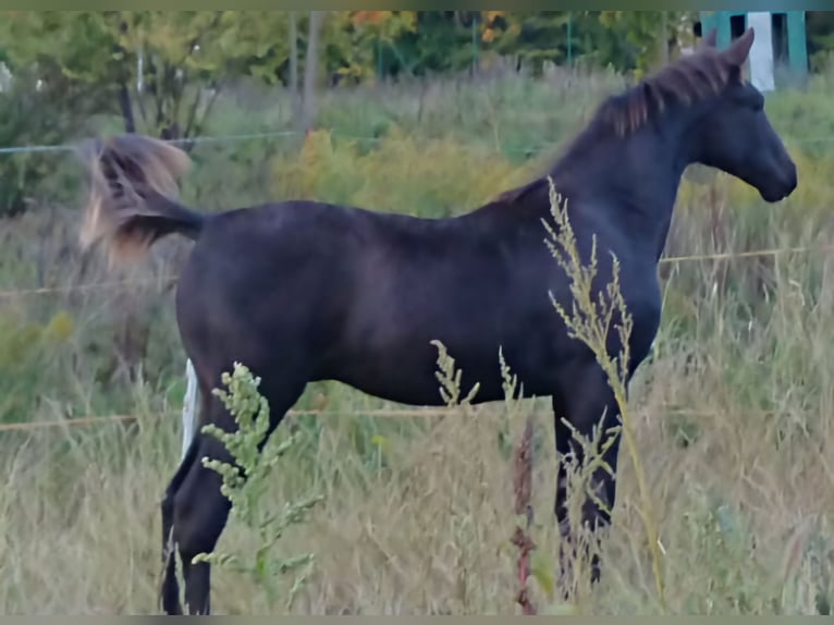 Zangersheider Étalon 1 Année 165 cm Noir in Sebnitz