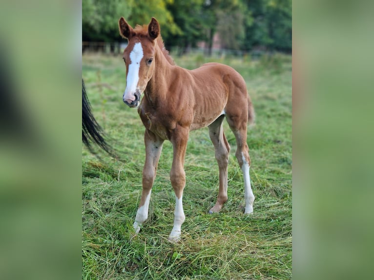 Zangersheider Étalon 1 Année 167 cm Alezan in Schnega Schnega