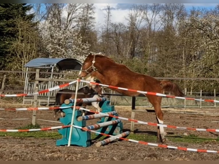 Zangersheider Étalon 1 Année 167 cm Alezan in Schnega Schnega