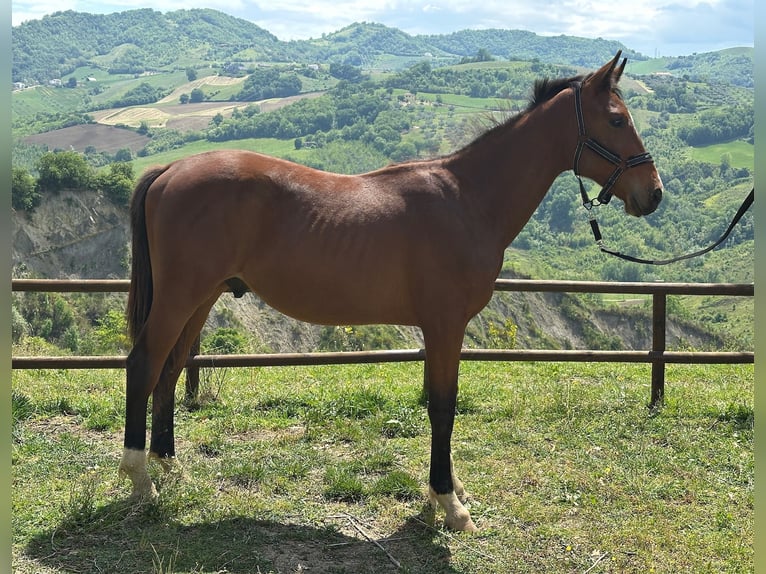 Zangersheider Étalon 1 Année 170 cm Bai in BisentiBisenti (TE)