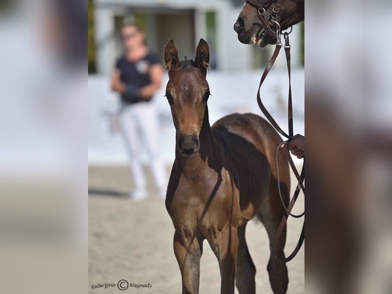 Zangersheider Étalon 1 Année 172 cm Bai brun foncé in Budy Mszczonowskie