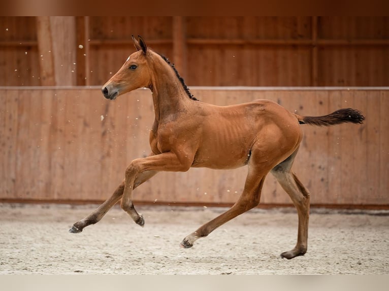 Zangersheider Étalon 1 Année 175 cm Bai in Bobrowice