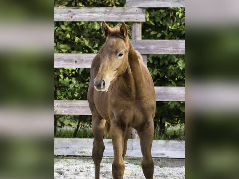 Zangersheider Étalon 1 Année Alezan brûlé in Hannut