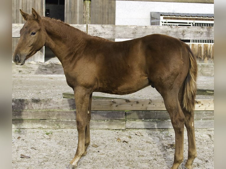 Zangersheider Étalon 1 Année Alezan brûlé in Hannut