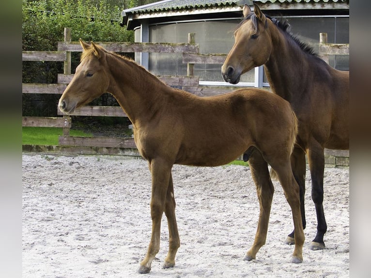 Zangersheider Étalon 1 Année Alezan brûlé in Hannut