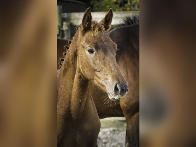 Zangersheider Étalon 1 Année Alezan brûlé in Hannut