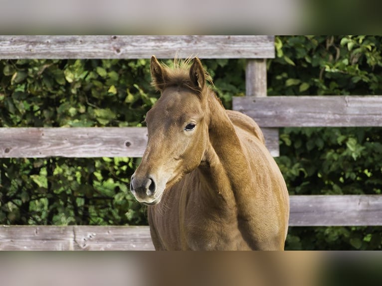 Zangersheider Étalon 1 Année Alezan brûlé in Hannut