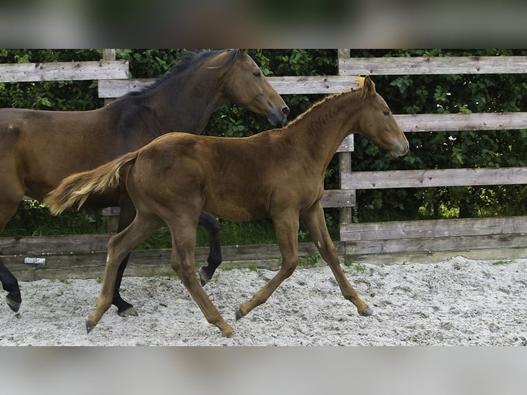 Zangersheider Étalon 1 Année Alezan brûlé in Hannut