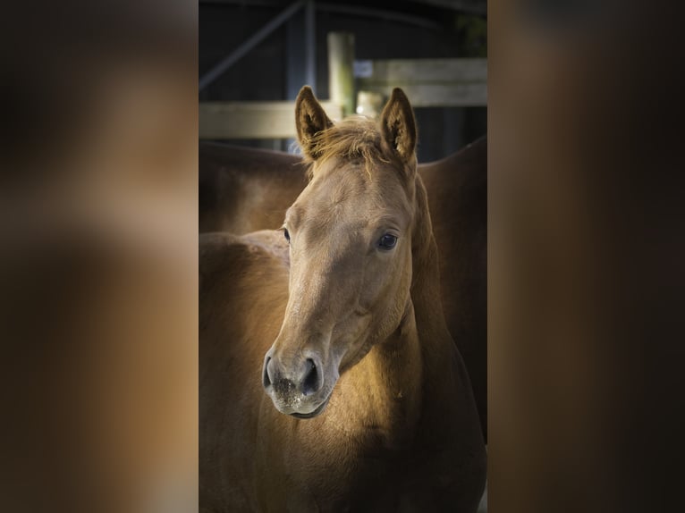 Zangersheider Étalon 1 Année Alezan brûlé in Hannut